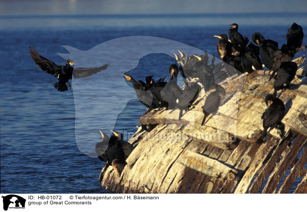 group of Great Cormorants / HB-01072