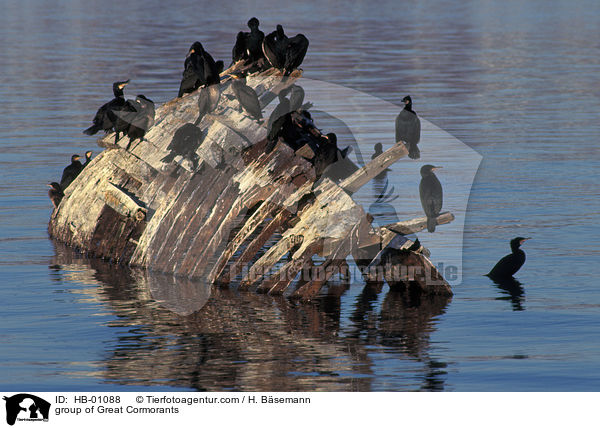 Gruppe Kormorane / group of Great Cormorants / HB-01088