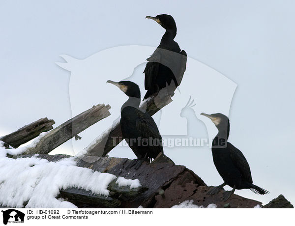 Gruppe Kormorane / group of Great Cormorants / HB-01092