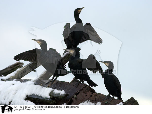 Gruppe Kormorane / group of Great Cormorants / HB-01093