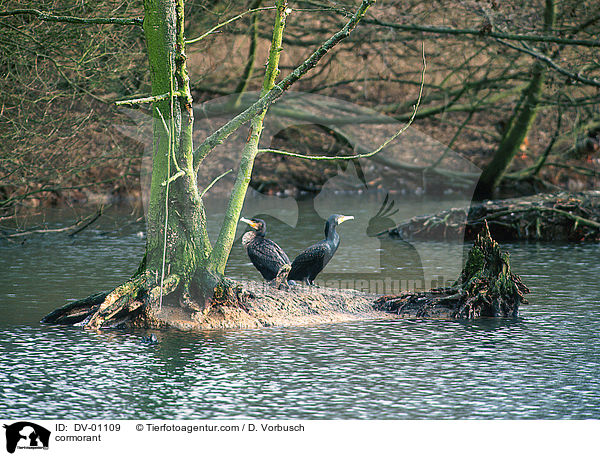 Kormorane / cormorant / DV-01109