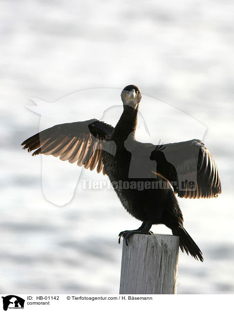 Kormoran / cormorant / HB-01142