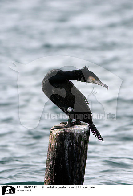 Kormoran / cormorant / HB-01143