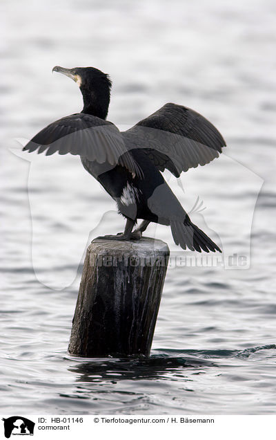 Kormoran / cormorant / HB-01146