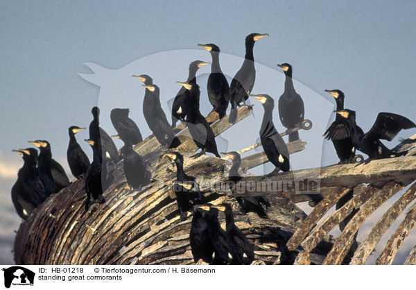 stehende Kormorane / standing great cormorants / HB-01218