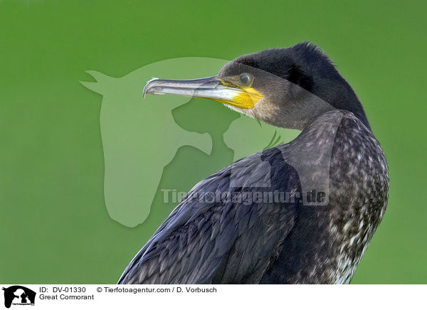 Great Cormorant / DV-01330