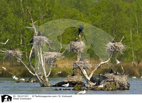 Kormoran / Great Cormorant / DV-01331