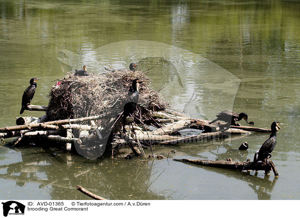 Kormorane auf Nestern / brooding Great Cormorant / AVD-01365