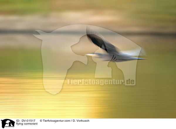 fliegender Kormoran / flying cormorant / DV-01517