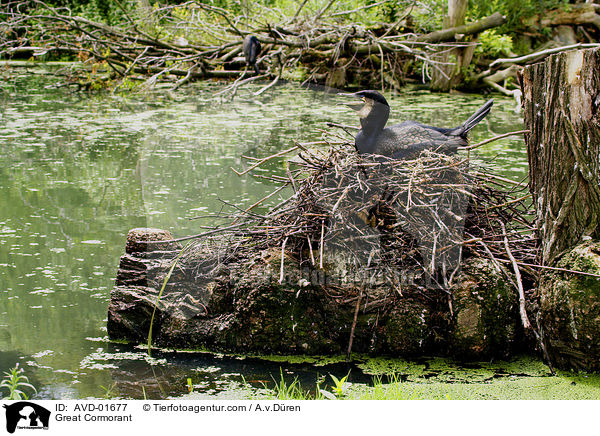 Kormoran auf Nest / Great Cormorant / AVD-01677