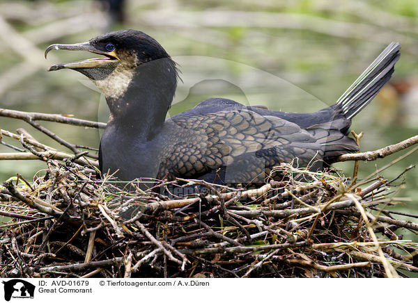 Kormoran auf Nest / Great Cormorant / AVD-01679