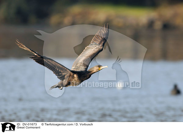 Kormoran / Great Cormorant / DV-01673