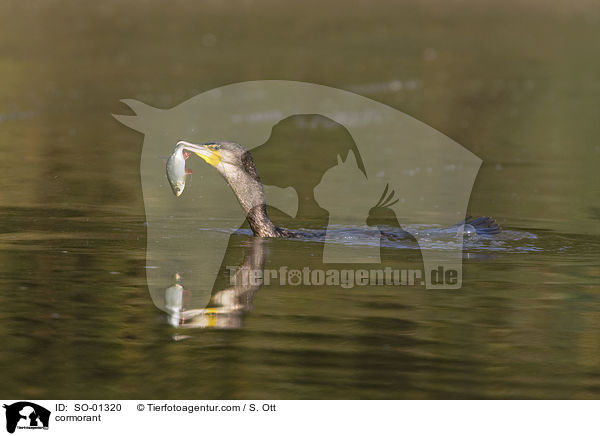 Kormoran / cormorant / SO-01320
