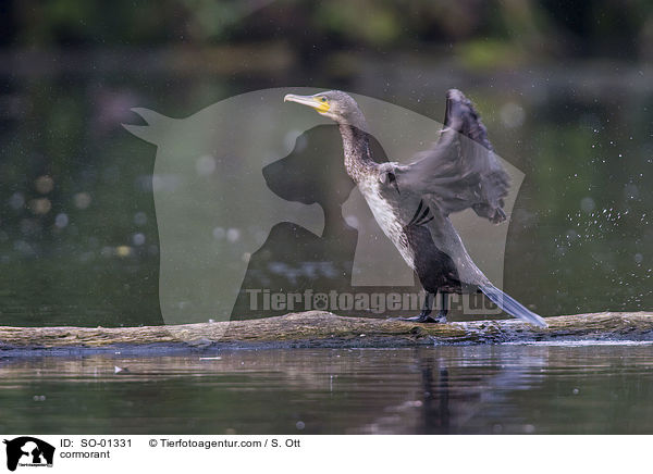 Kormoran / cormorant / SO-01331