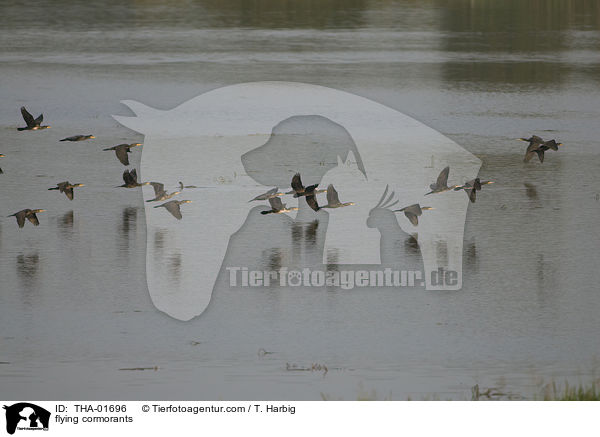 fliegende Kormorane / flying cormorants / THA-01696