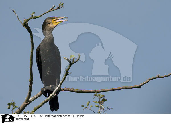 Kormoran / cormorant / THA-01699
