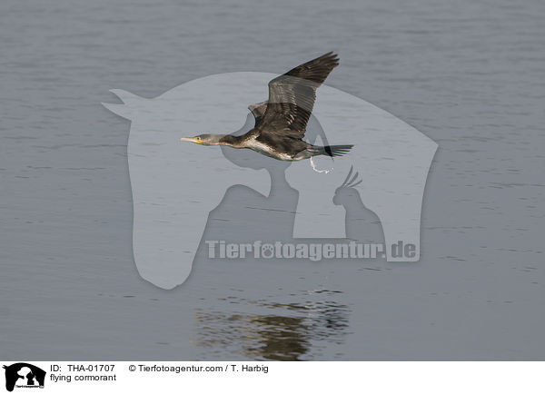 fliegender Kormoran / flying cormorant / THA-01707