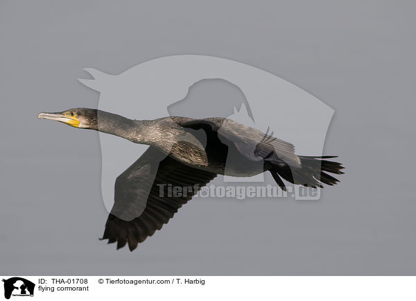 fliegender Kormoran / flying cormorant / THA-01708