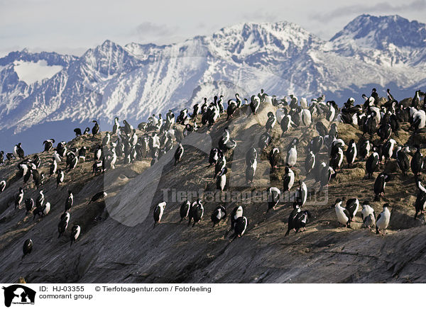 Kormorankolonie / cormorant group / HJ-03355