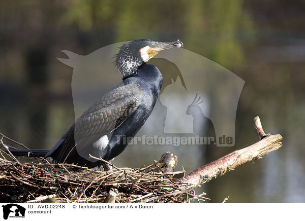 Kormoran / cormorant / AVD-02248