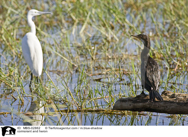 Kormoran und Reiher / cormorant and heron / MBS-02862