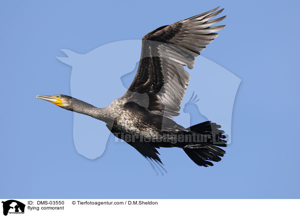 fliegender Kormoran / flying cormorant / DMS-03550