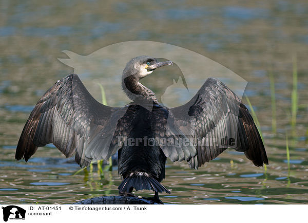 Kormoran / cormorant / AT-01451