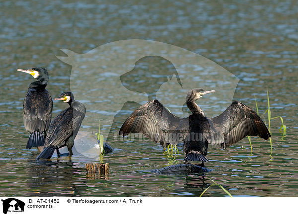 cormorants / AT-01452