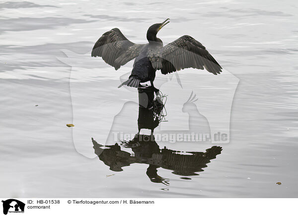Kormoran / cormorant / HB-01538