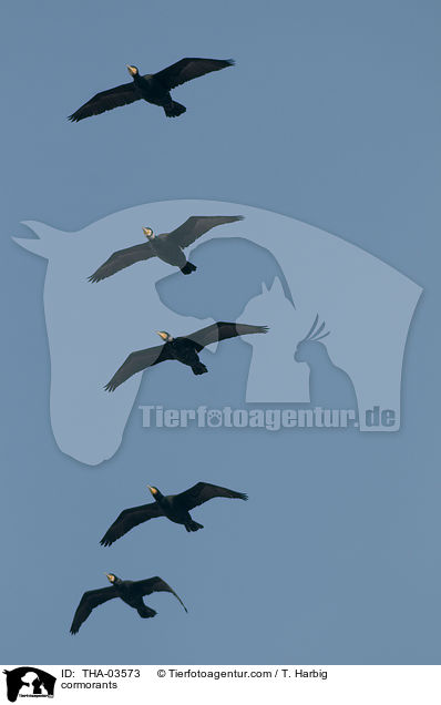 Kormorane / cormorants / THA-03573