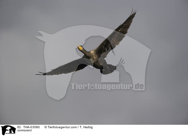 Kormoran / cormorant / THA-03580