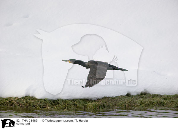Kormoran / cormorant / THA-03585