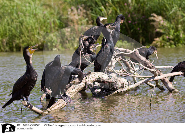 Kormorane / cormorants / MBS-06057