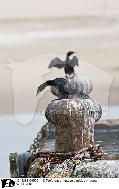 Kormorane / cormorants / MBS-06505