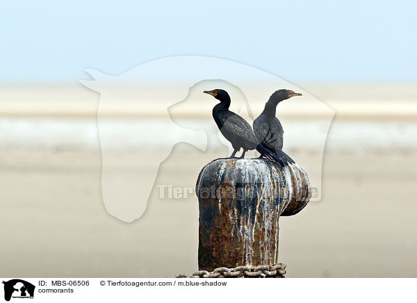 Kormorane / cormorants / MBS-06506