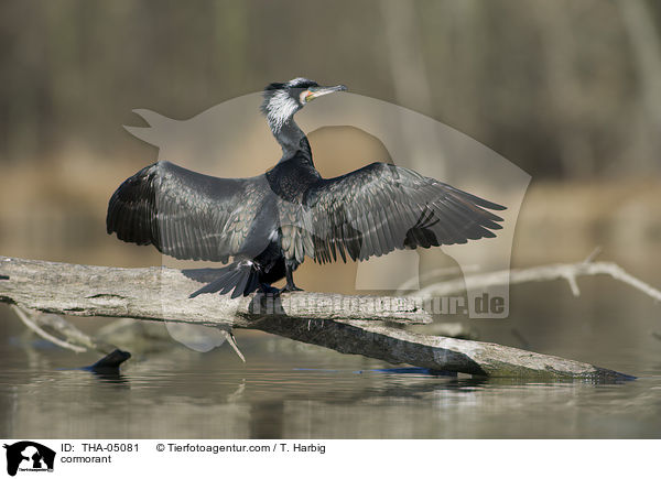 Kormoran / cormorant / THA-05081