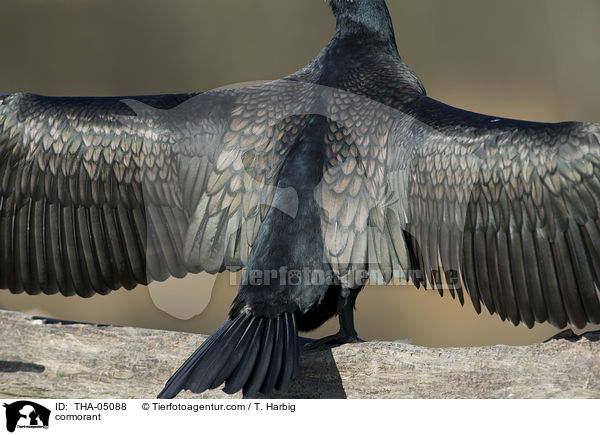 Kormoran / cormorant / THA-05088