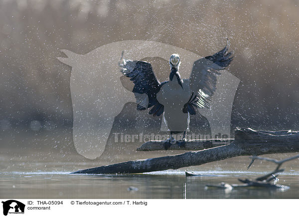 Kormoran / cormorant / THA-05094