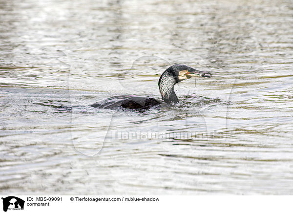 Kormoran / cormorant / MBS-09091