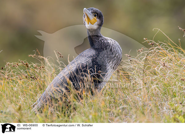 Kormoran / cormorant / WS-06900