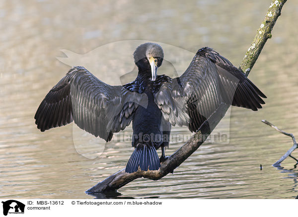 Kormoran / cormorant / MBS-13612