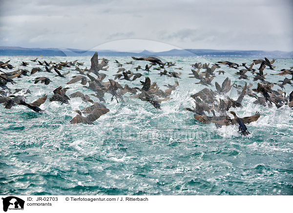 Kormorane / cormorants / JR-02703