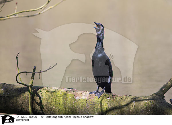 Kormoran / cormorant / MBS-16696