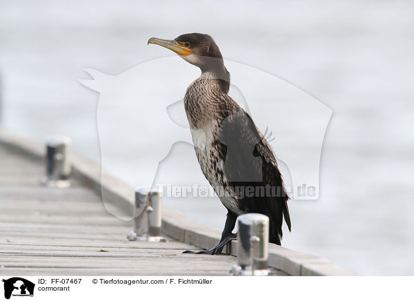 Kormoran / cormorant / FF-07467