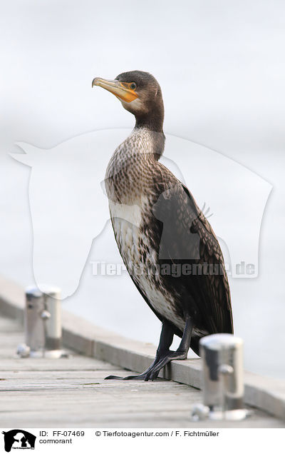 Kormoran / cormorant / FF-07469
