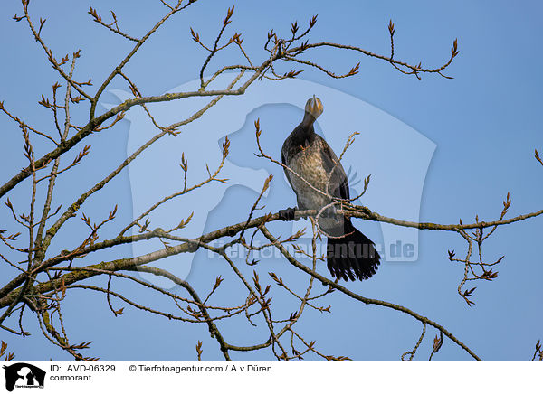 Kormoran / cormorant / AVD-06329