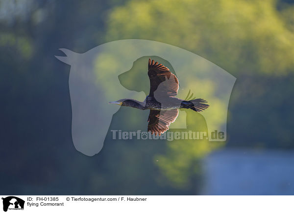 fliegender Kormoran / flying Cormorant / FH-01385