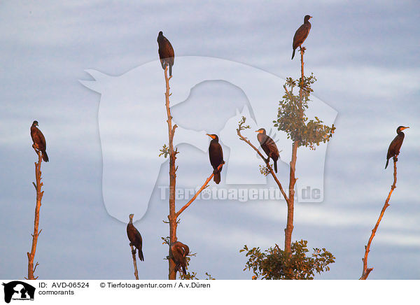 Kormorane / cormorants / AVD-06524