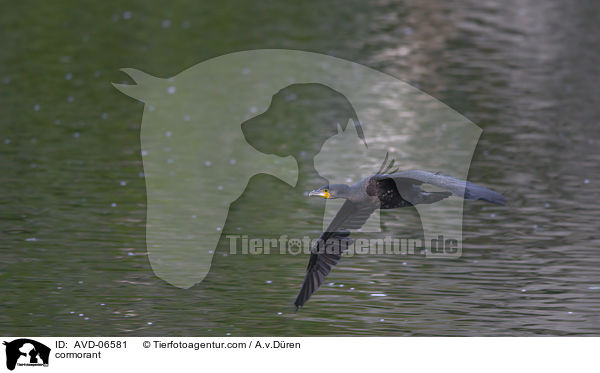 Kormoran / cormorant / AVD-06581