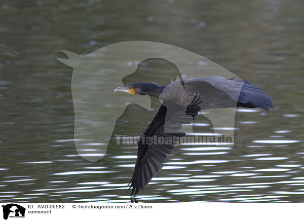 Kormoran / cormorant / AVD-06582